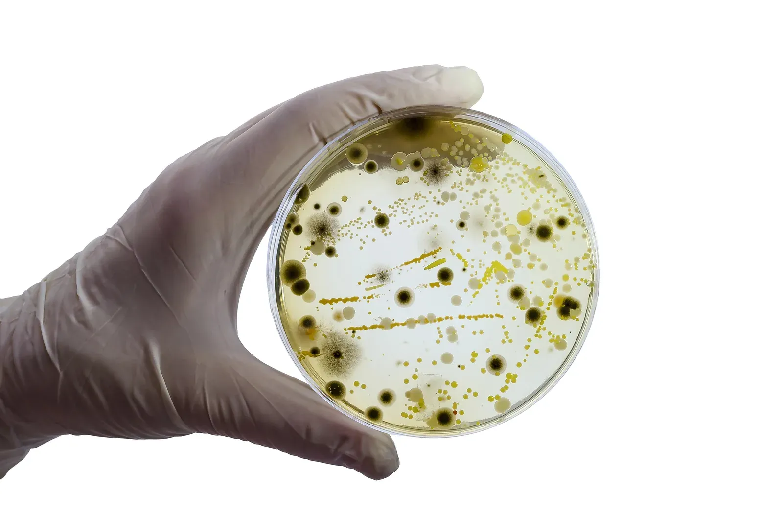 A gloved hand holding a petri dish with bacterial colonies growing across it